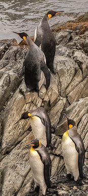 Antarctica and South Georgia Island