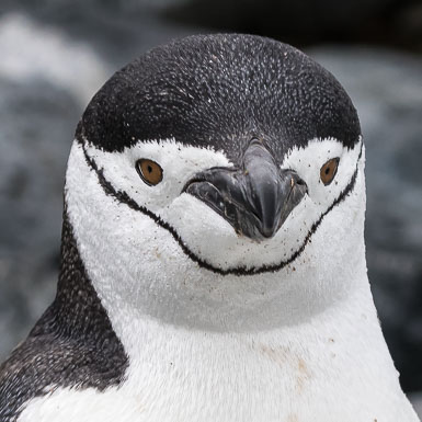 Antarctica and South Georgia Island