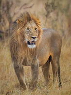 African Lion