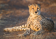 Cheetah