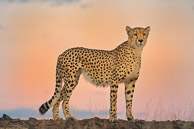 Cheetah