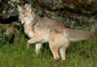 Coyote