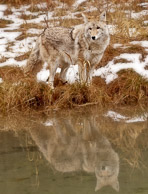 Coyote