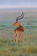 Antelopes