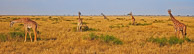 African Elephant and Giraffe