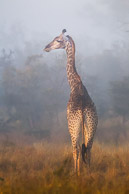 African Elephant and Giraffe