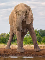African Elephant and Giraffe