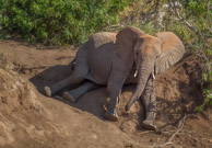 African Elephant and Giraffe