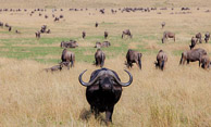 Rhinocerous and Cape Buffalo