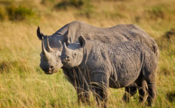 Rhinocerous and Cape Buffalo