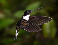 Hummingbirds of Ecuador