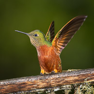 Hummingbirds of Ecuador