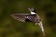 Hummingbirds of Ecuador