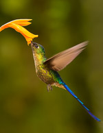 Hummingbirds of Ecuador