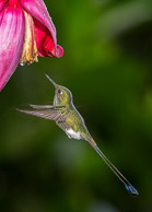 Hummingbirds of Ecuador