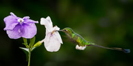 Hummingbirds of Ecuador