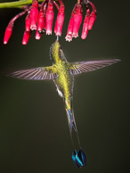 Hummingbirds of Ecuador