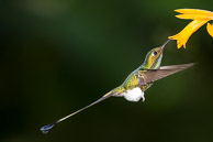 Hummingbirds of Ecuador