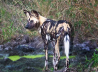 Jackal and Cape Hunting Dog