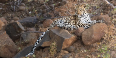 Leopards