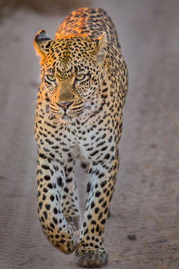 Leopards