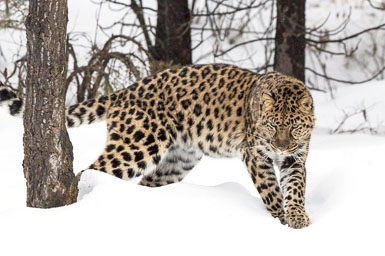 Leopards