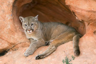 Mountain Lion