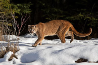 Mountain Lion