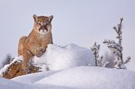 Mountain Lion