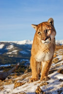 Mountain Lion