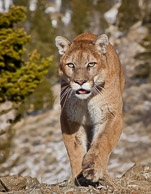 Mountain Lion