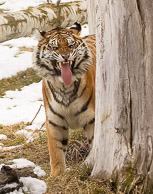 Siberian Tiger