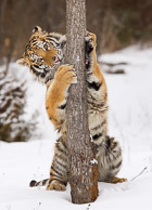 Siberian Tiger