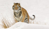 Siberian Tiger