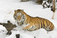 Siberian Tiger
