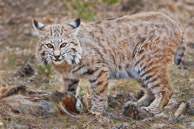 Small North American Cats