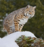 Small North American Cats