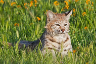 Small North American Cats