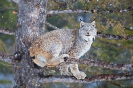 Small North American Cats