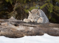 Small North American Cats