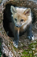 Small North American Mammals