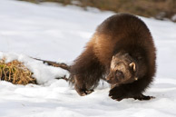 Small North American Mammals