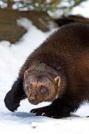 Small North American Mammals