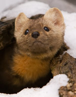 Small North American Mammals