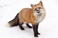 Small North American Mammals