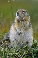 Small North American Mammals