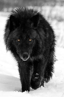 Wolves